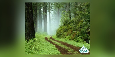 دانلود سوالات دکتری علوم و مهندسی جنگل - علوم زیستی جنگل به همراه کلید (93،94،95،96،97)