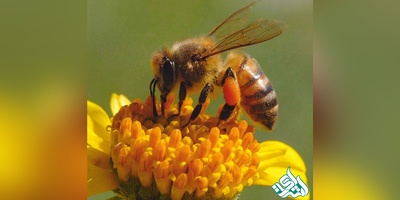 دانلود سوالات دکتری علوم جانوری - فیزیولوژی جانوری به همراه کلید (93،94،95،96،97)