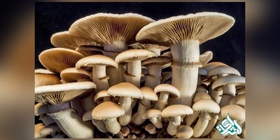 دانلود سوالات دکتری قارچ شناسی به همراه کلید (93،94،95،96،97)