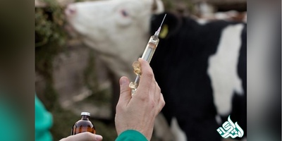 دانلود سوالات دکتری بیماری داخلی دام های بزرگ به همراه کلید (93،94،95،96،97)