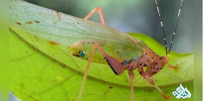 دانلود سوالات دکتری زیست شناسی علوم جانوری تکوینی به همراه کلید (93،94،95،96،97)