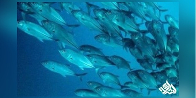دانلودسوالات آزمون کارشناسی رسمی دادگستری رشته آبزیان و شیلات