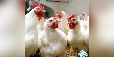 شیوع آنفولانزای مرغی ۲۷۰۰ کارگر را بیکار کرد