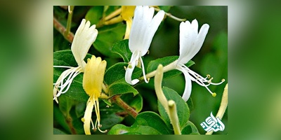 دانلود سوالات دکتری زیست شناسی - سیستماتیک گیاهی به همراه کلید (93،94،95،96،97)