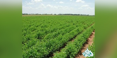 امضای تفاهم نامه همکاری میان استانداری و سازمان جهاد کشاورزی زنجان