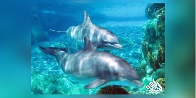 سوالات و کلید آزمون دکتری  زیست شناسی جانوری و دریا 1405