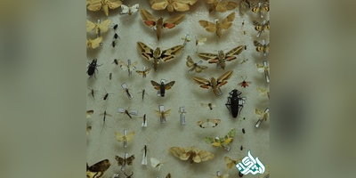 دانلود سوالات دکتری حشره شناسی کشاورزی به همراه کلید (93،94،95،96،97)