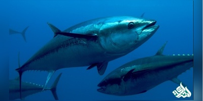 دانلود سوالات دکتری بهداشت و بیماری آبزیان به همراه کلید (93،94،95،96،97)