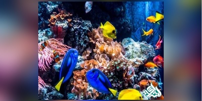 دانلود سوالات دکتری زیست شناسی دریا به همراه کلید (93،94،95،96،97)