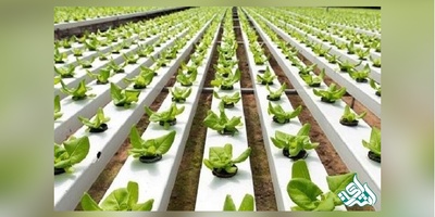 دانلود سوالات دکتری بیو تکنولوژی کشاورزی به همراه کلید (93،94،95،96،97)