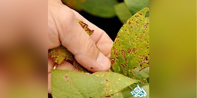 دانلود سوالات دکتری بیماری شناسی گیاهی به همراه کلید (93،94،95،96،97)