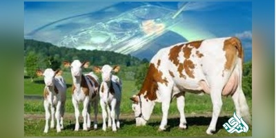 دانلود سوالات دکتری مامایی و بیماری تولید مثل به همراه کلید (93،94،95،96،97)