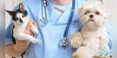 دانلود سوالات دکتری بیماری داخلی دام های کوچک به همراه کلید (93،94،95،96،97)