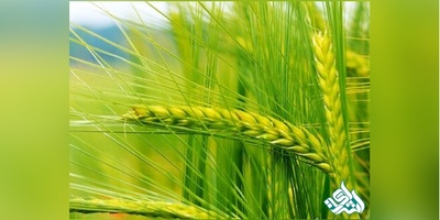 دانلود سوالات دکتری آگرو تکنولوژی بذر به همراه کلید (93،94،95،96،97)