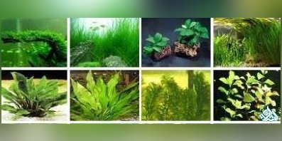 سوالات و کلید آزمون دکتری بیوفیزیک 1402