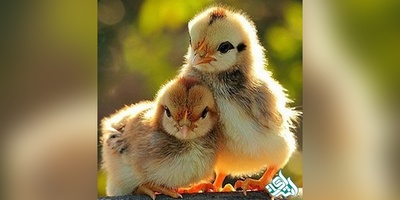 دانلود سوالات دکتری بهداشت و بیماری پرندگان به همراه کلید (93،94،95،96،97)