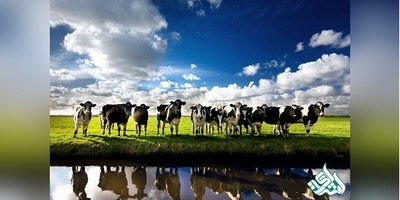 دانلود سوالات دکتری علوم دامی به همراه کلید (93،94،95،96،97)