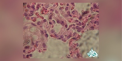 دانلود سوالات دکتری  بافت شناسی مقایسه ای  به همراه کلید (93،94،95،96،97)