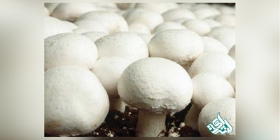 مصرف قارچ سفید به افراد دیابتی توصیه می شود