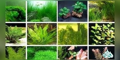 سوالات و کلید آزمون دکتری  زیست شناسی گیاهی 1404