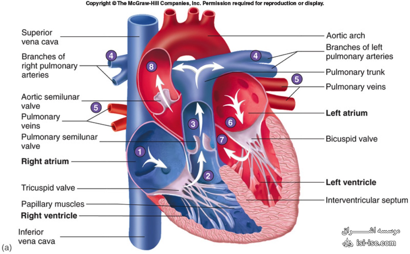 لیست نشریات معتبر آی اس ای (ISI) سیستم های قلبی و قلبی
