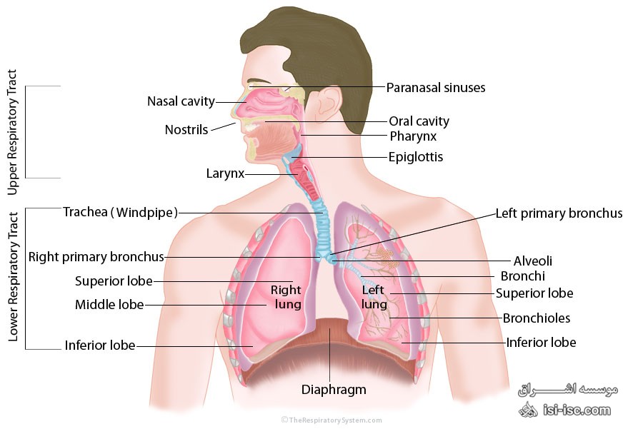 لیست نشریات معتبر آی اس ای (ISI) سیستم تنفسی